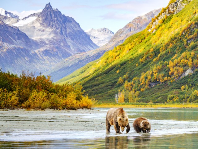 Brown bears wading in river in Lake Clark National Park and Preserve in Alaska