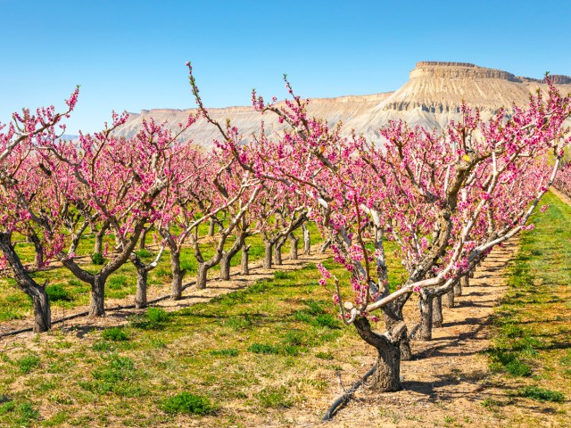 Peach blossoms in Palisade, Colorado