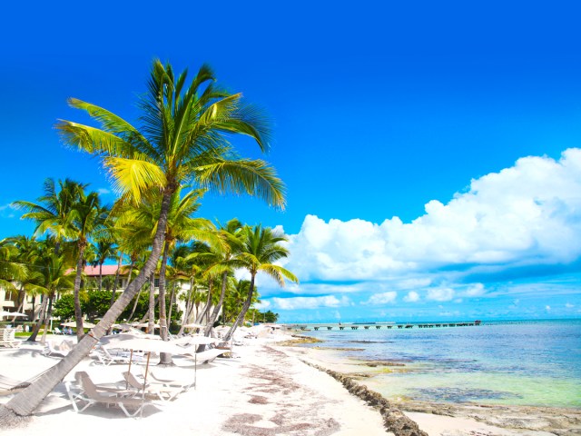 Palm trees lining sandy beach in Key West, Florida