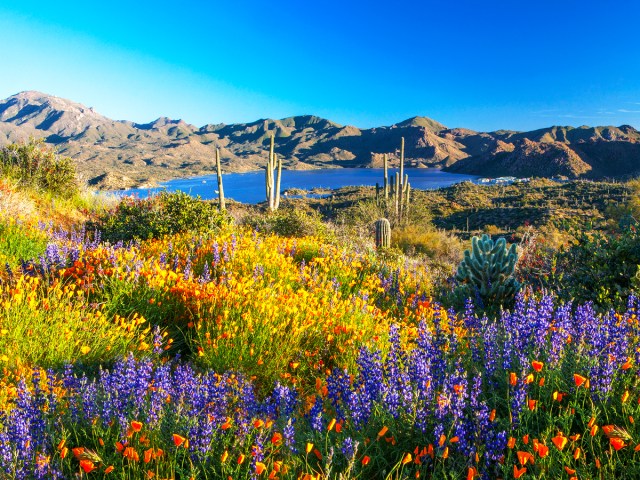 Colorful flowers blooming among cacti in Arizona