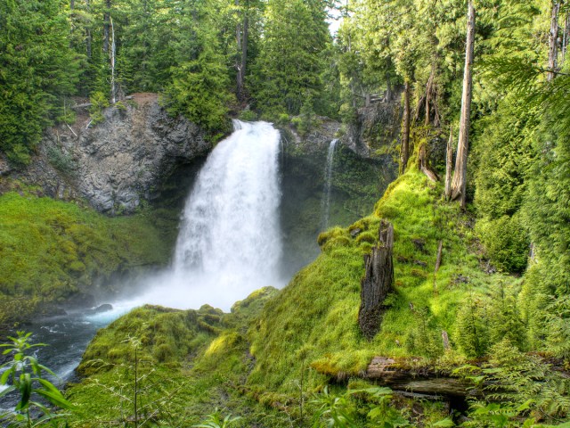 Lush greenery surrounding Oregon's Sahalie Falls