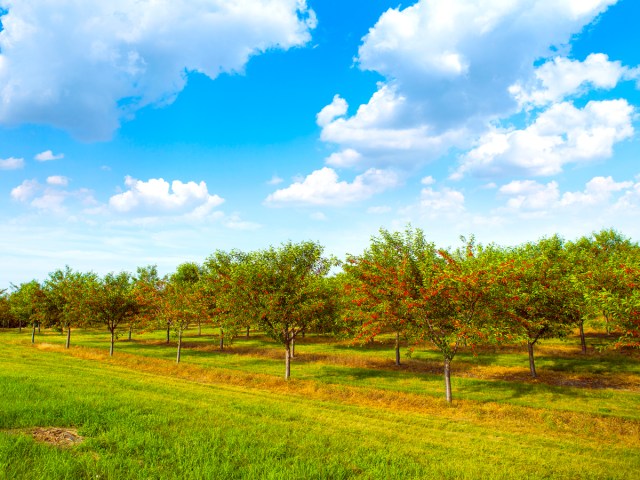 Cherry orchard in Michigan