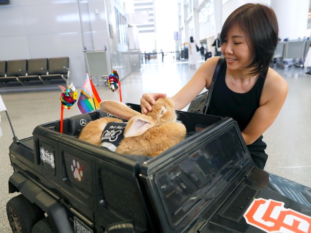 These Airports Offer Therapy Animals (Even Llamas) for Travelers