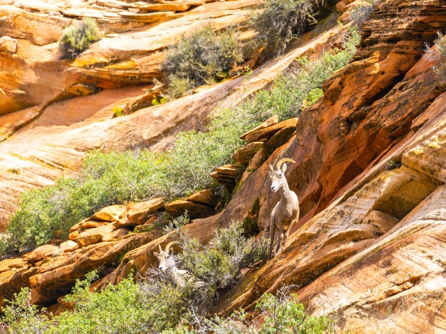 Wildlife grazing on red rocks of Zion National Park, Utah