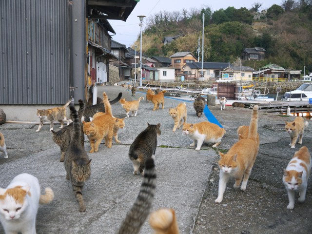 Cats wandering streets of Aoshima Island, Japan