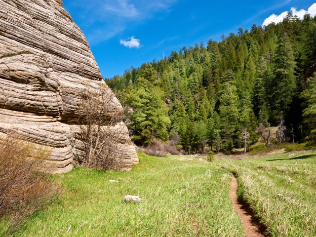 Hiking path through forest along the Arizona National Scenic Trail