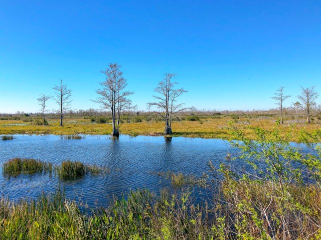 Swamp landscape in Louisiana