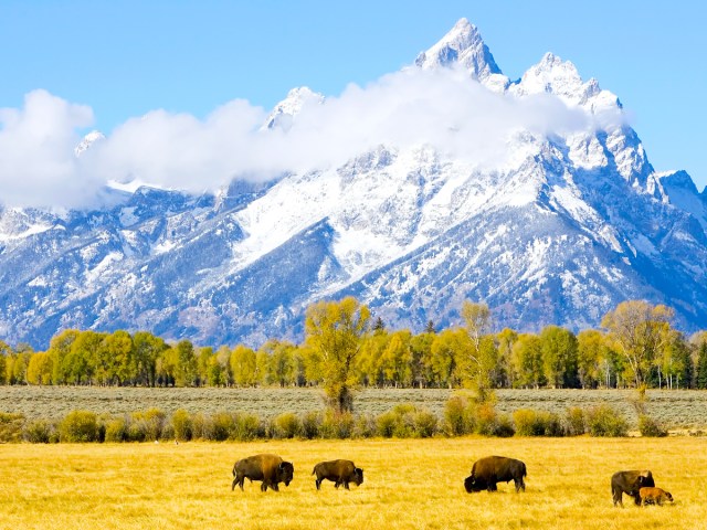 Bison grazing with snow-capped mountains in background