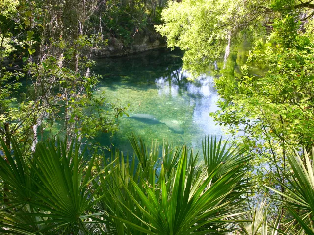 Manatees swimming in Florida river