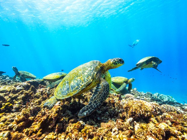 Underwater view of sea turtles swimming off the coast of Hawaii