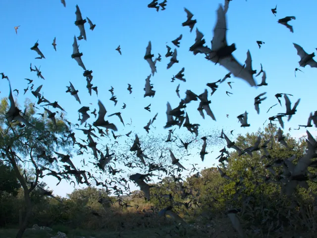 Mexican free-tailed bats flying around at dusk