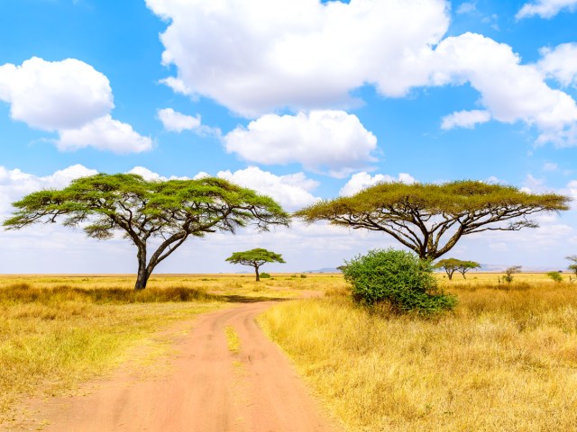 Dirt road through Serengeti National Park in Tanzania