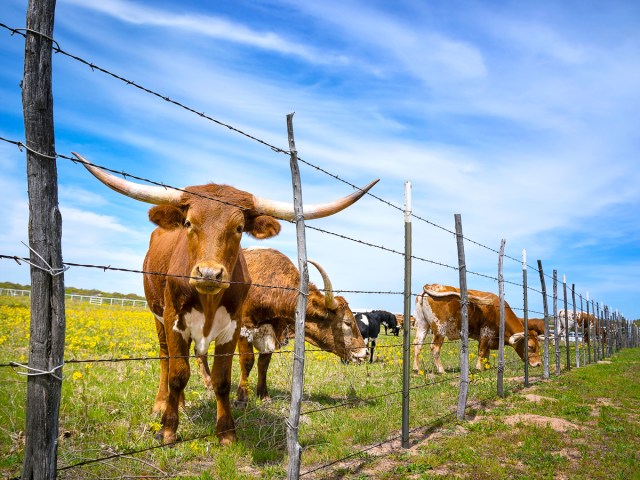Cattle on Texas farm
