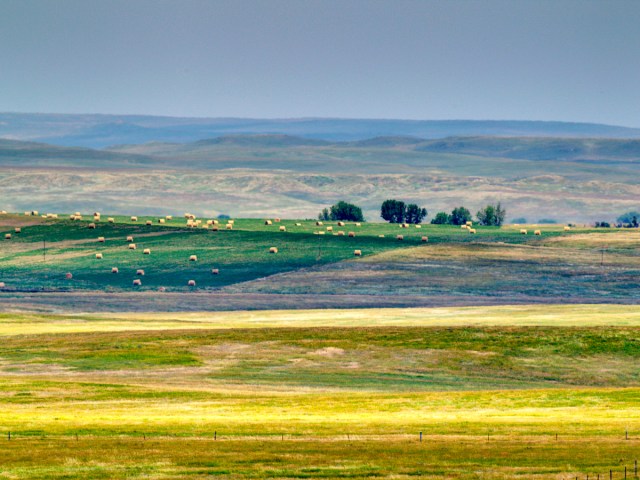 Rolls of hay in rolling farm fields of South Dakota