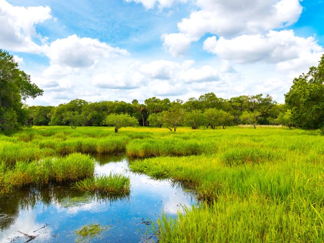 The Florida Everglades