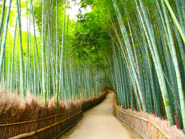 Arashiyama Bamboo Grove near Kyoto, Japan