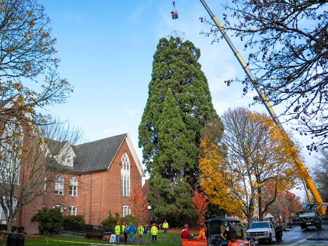 Crews installing decorations on the Western Oregon University Christmas Tree