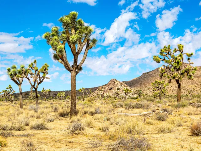 Joshua trees in California