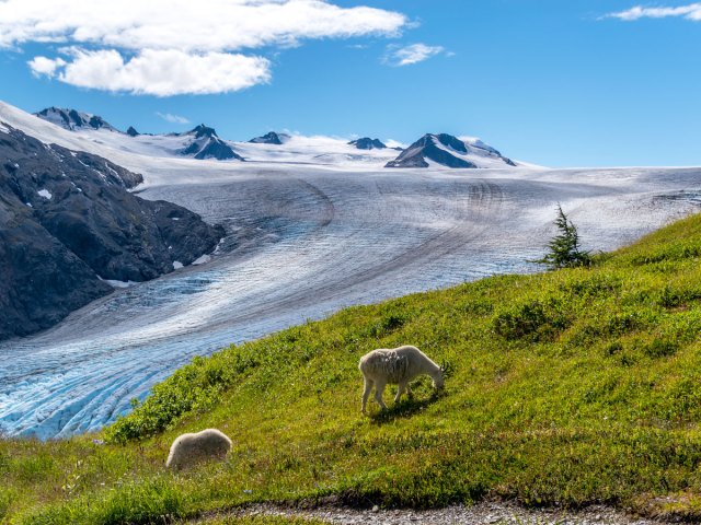 Mountain goats and glaciers in Alaska