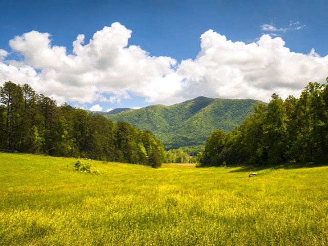 Meadow in Great Smoky Mountains National Park