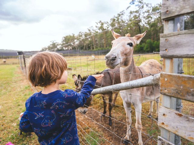 Child feeding donkey on farm