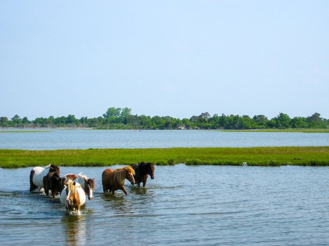 Wild horses wading in the waters off Chincoteague Island in Virginia