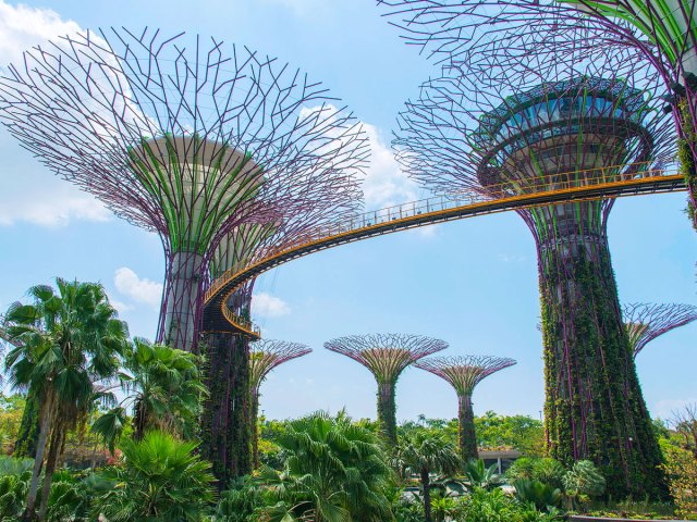 View of canopy walkway between the "Supertrees" of Singapore's Gardens by the Bay