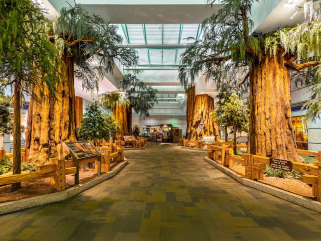Replicas of giant sequoias at Fresno-Yosemite International Airport in California