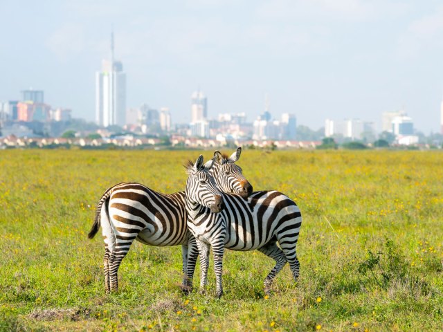 Pair of zebras with skyline of Nairobi, Kenya, in background