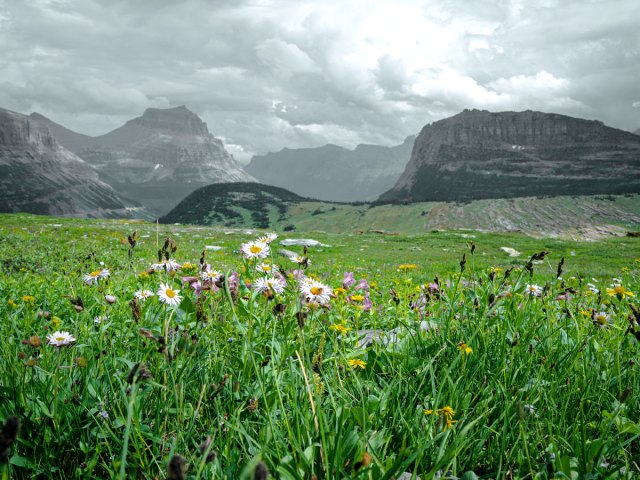 Flower fields and mountains under cloudy skies near Kalispell, Montana