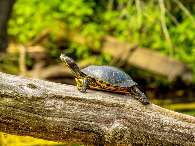 Turtle on a tree trunk