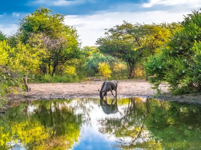 Khama Rhino Sanctuary in Botswana