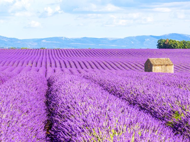 Bright purple lavender fields of Provence, France
